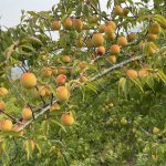 IMG_0496.jpeg