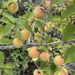 IMG_0498.jpeg