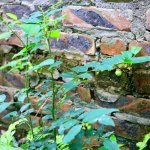 IMG_6645.jpeg