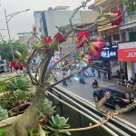 IMG_4029.jpeg