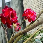 IMG_4028.jpeg