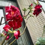 IMG_4027.jpeg
