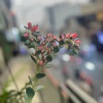 IMG_4031.jpeg