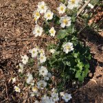 IMG_7467.jpeg