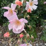 IMG_7448.jpeg