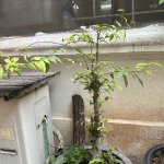 IMG_8006.jpeg