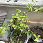 IMG_8009.jpeg