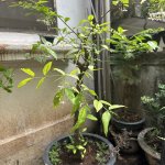 IMG_8007.jpeg