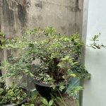 IMG_8039.jpeg