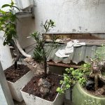 IMG_8038.jpeg