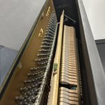 IMG_6239.jpeg