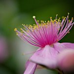 IMGP4354-1.JPG