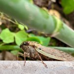 IMG_5726.jpeg