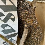 IMG_5775.jpeg