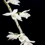 IMG_5809.jpeg
