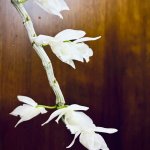 IMG_5803.jpeg