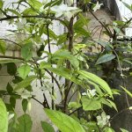 IMG_8086.jpeg