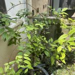 IMG_8087.jpeg