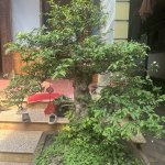 IMG_8122.jpeg