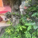 IMG_8123.jpeg