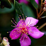 IMGP4360-1.JPG