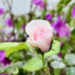 IMG_5893.jpeg