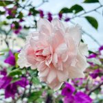 IMG_5939.jpeg