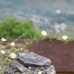 IMG_2955.jpeg